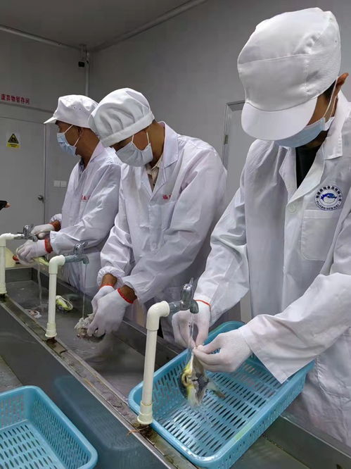 中國(guó)河鲀第一村養(yǎng)成記 從家庭服務(wù)到特色產(chǎn)業(yè)之路